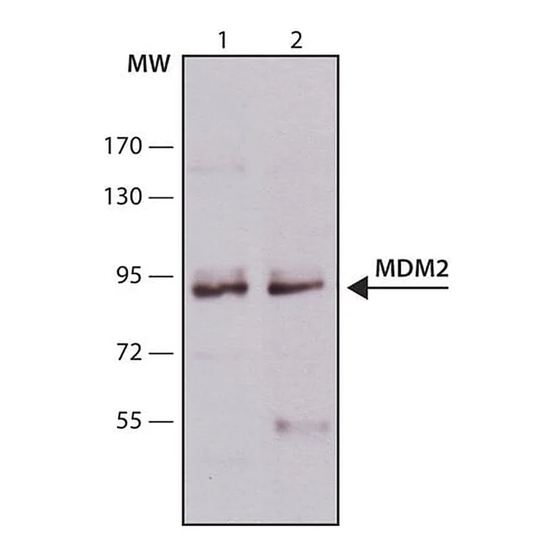 Merck Monoclonal Anti-MDM2 antibody produced in mouse