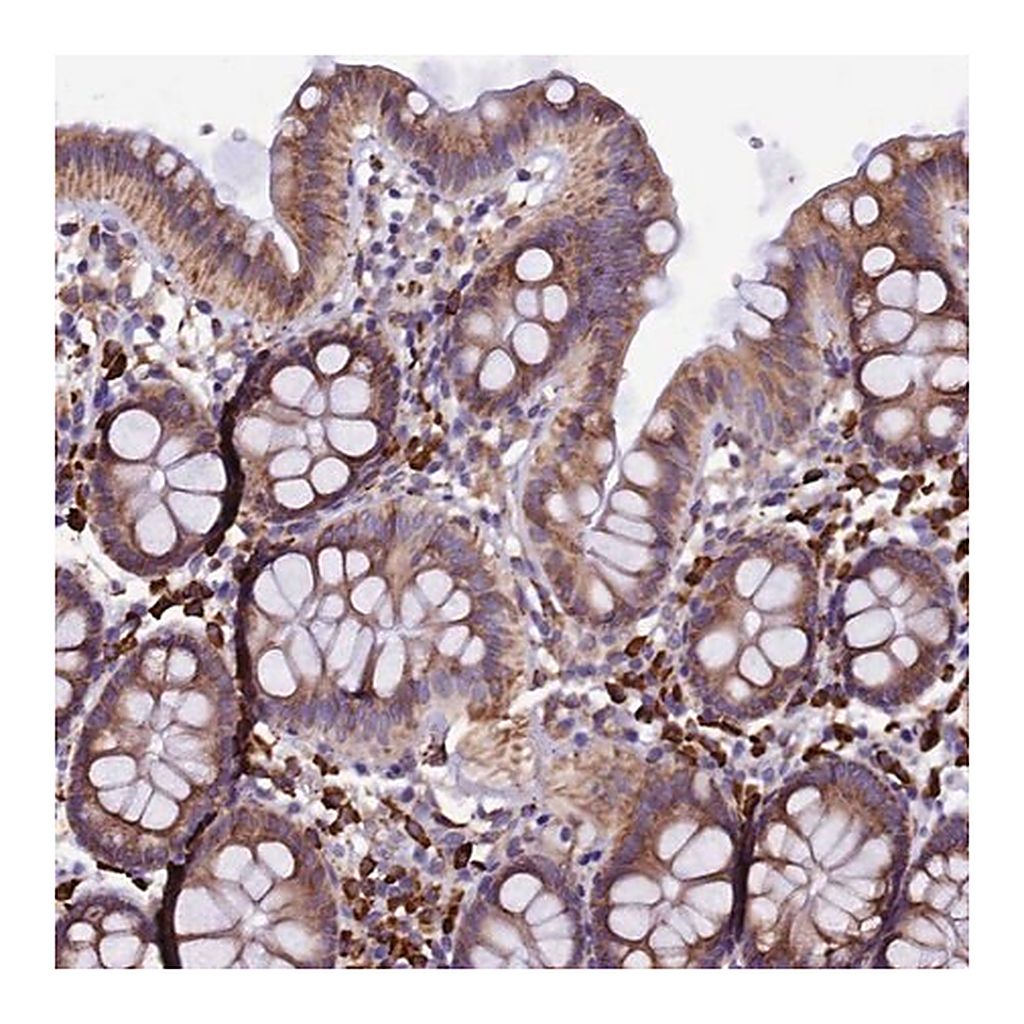 Merck Anti-CAPS2 antibody produced in rabbit
