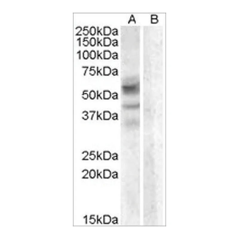 Merck Anti-Arylsulfatase D antibody produced in goat