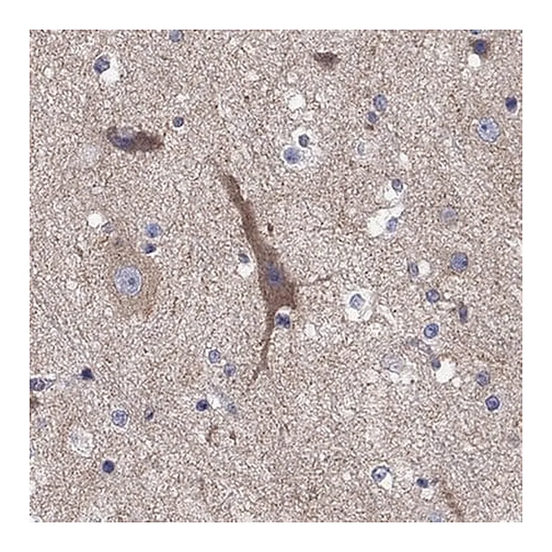 Merck Anti-CLVS1 antibody produced in rabbit
