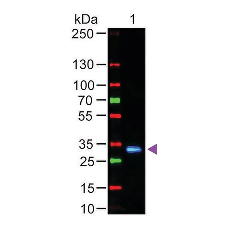 Merck Anti-Human IgG (Fc specific), F(ab')2 fragment, highly cross adsorbed-Fluorescein antibody produced in goat