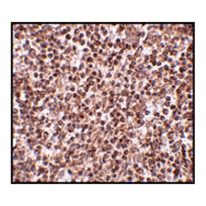 Merck Anti-TREX1 antibody produced in rabbit