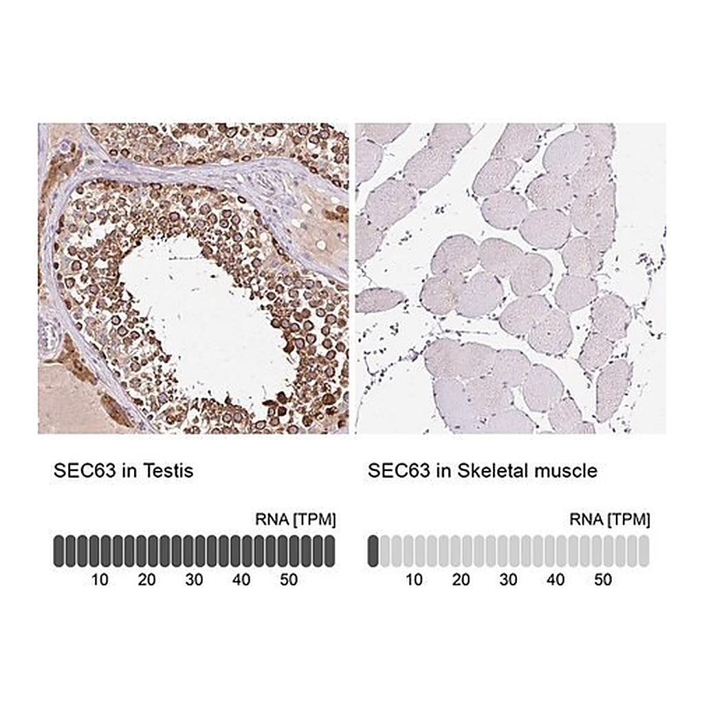 Merck Anti-SEC63 antibody produced in rabbit