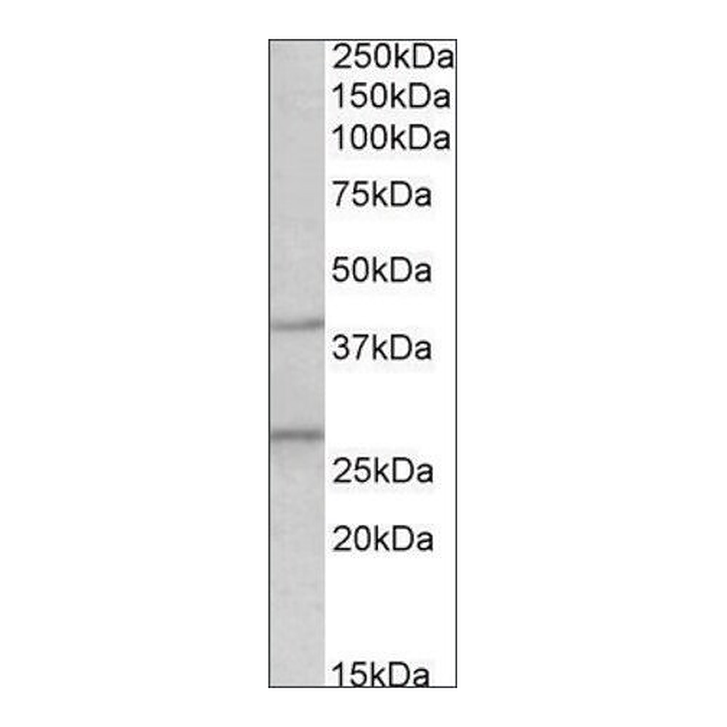 Merck Anti-Fgf23 antibody produced in goat