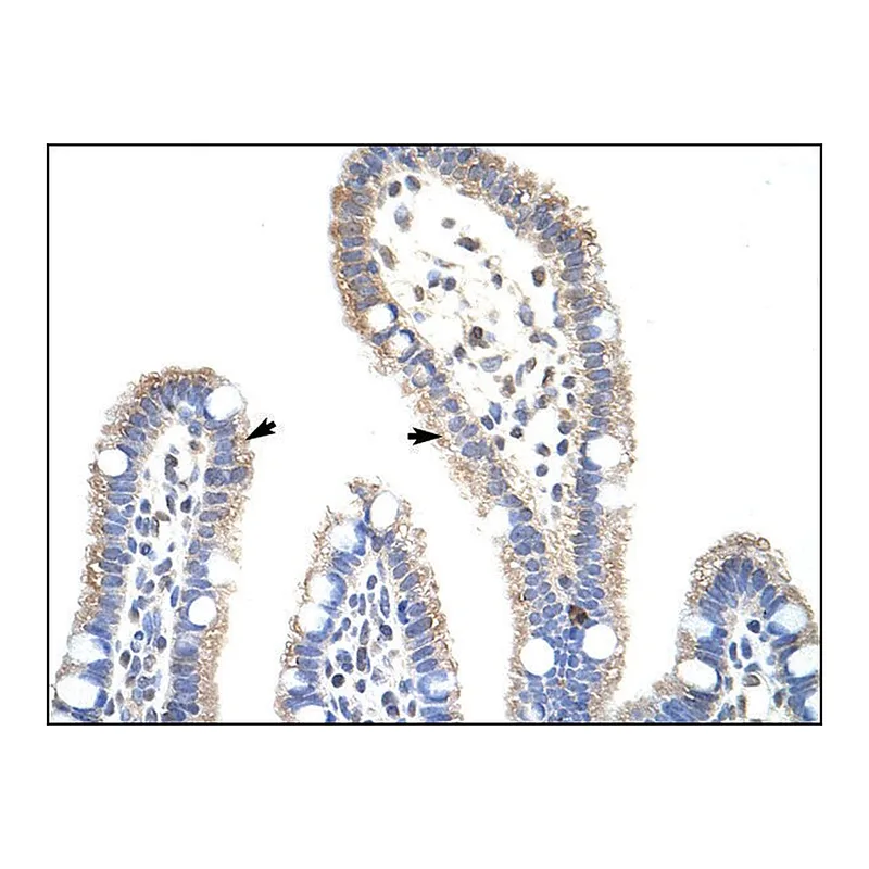 Merck Anti-METTL3 (AB2) antibody produced in rabbit