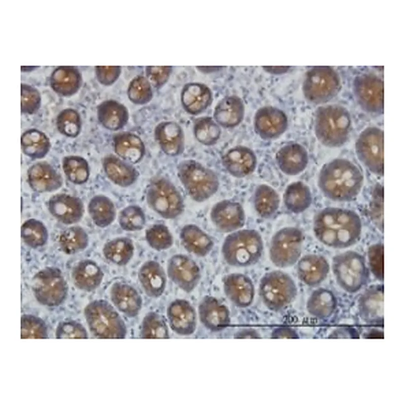 Merck MONOCLONAL ANTI-KRT4
