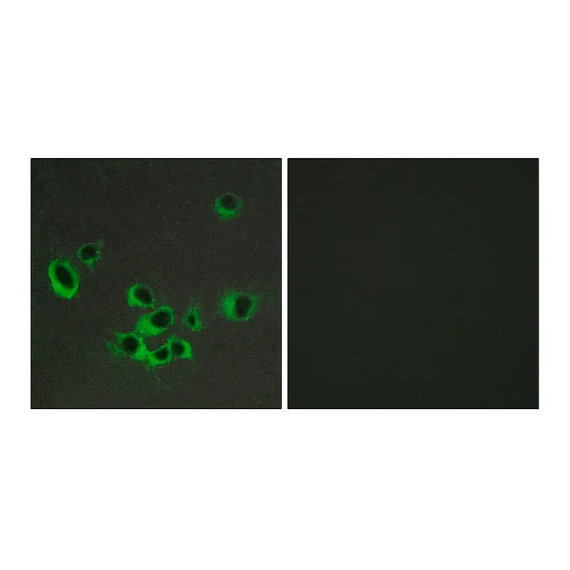 Merck Anti-HTR2B antibody produced in rabbit