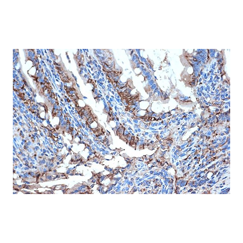 Merck Anti-FABPI antibody produced in rabbit