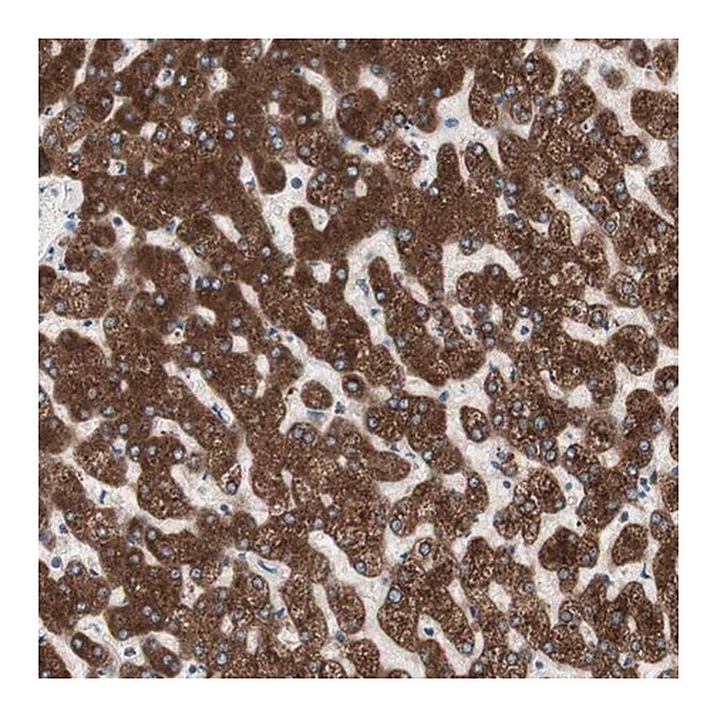 Merck Anti-H6PD antibody produced in rabbit