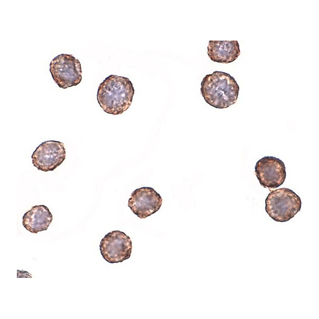 Merck Anti-CXCR4-Lo antibody produced in rabbit