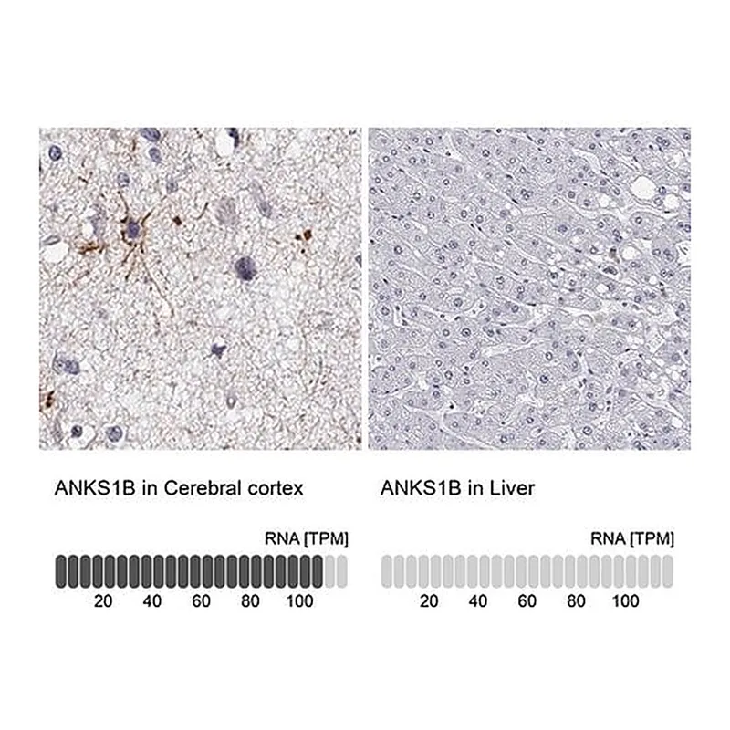 Merck Anti-ANKS1B antibody produced in rabbit