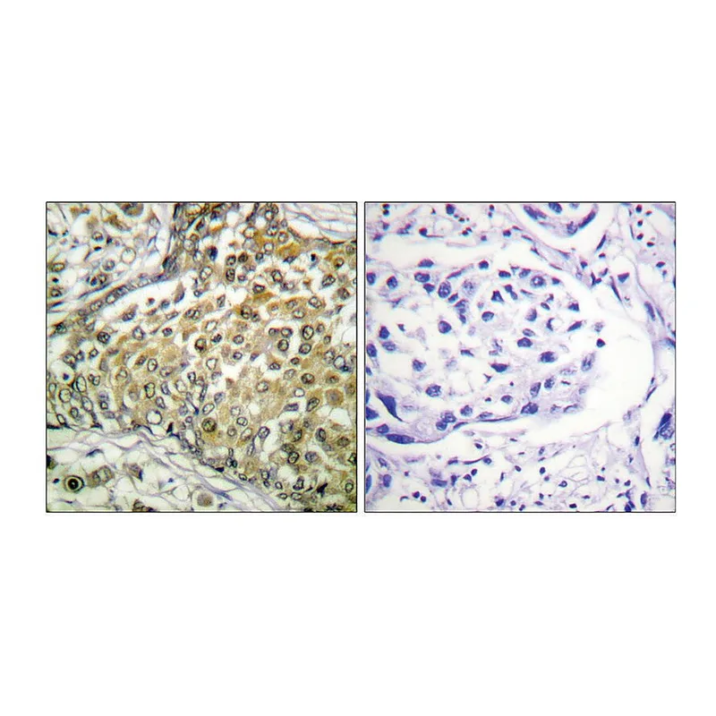 Merck Anti-p53 (Acetyl-Lys379), C-Terminal antibody produced in rabbit