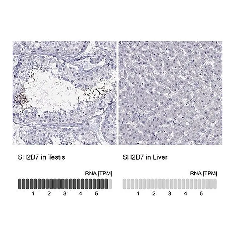 Merck Anti-SH2D7 antibody produced in rabbit