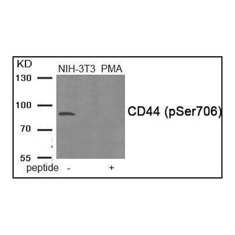 Merck Anti-phospho-CD44 (pSer706) antibody produced in rabbit
