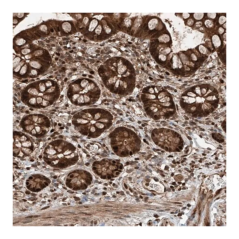Merck Anti-RMND1 antibody produced in rabbit