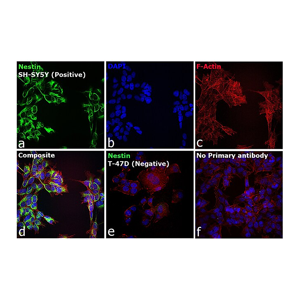 Thermo Fisher Scientific F(ab`)2-Goat anti-Mouse IgG (H+L) Cross-Adsorbed Secondary Antibody, Alexa Fluor 568