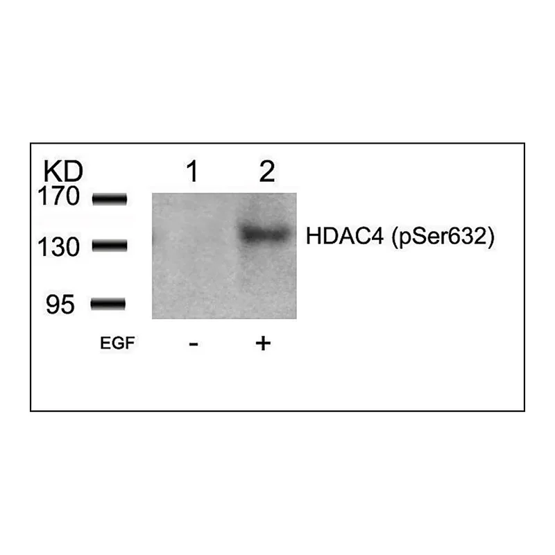 Merck Anti-phospho-HDAC4 (pSer632) antibody produced in rabbit