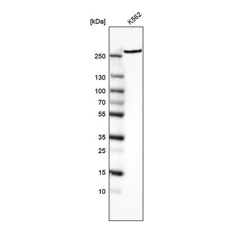 Merck Monoclonal Anti-MTOR antibody produced in mouse