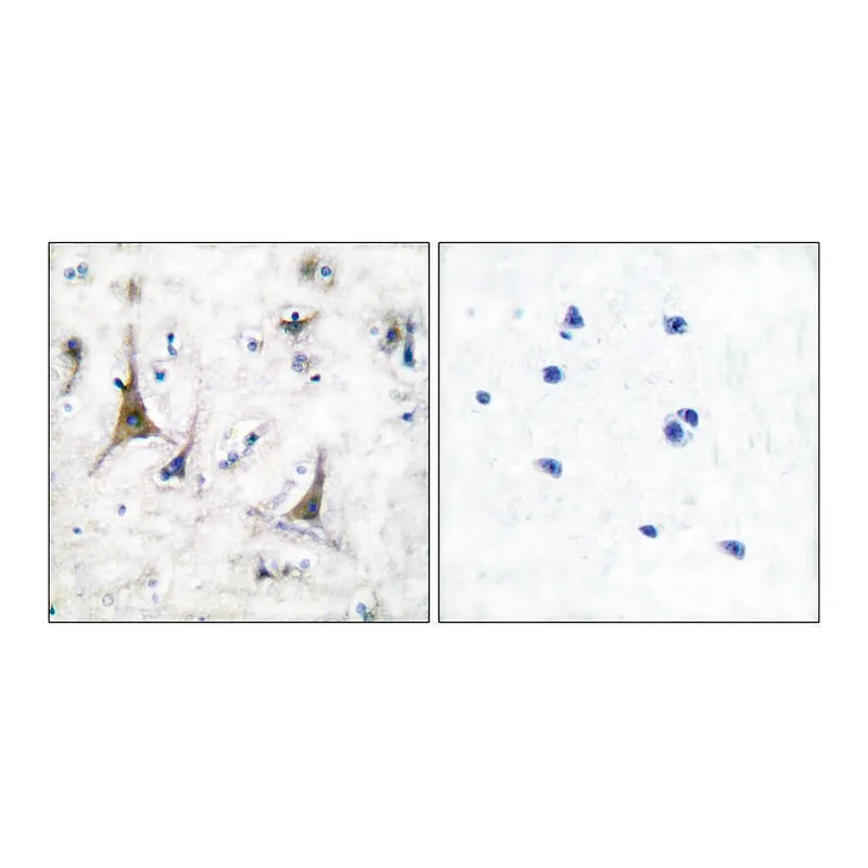 Merck Anti-PGP9.5 antibody produced in rabbit