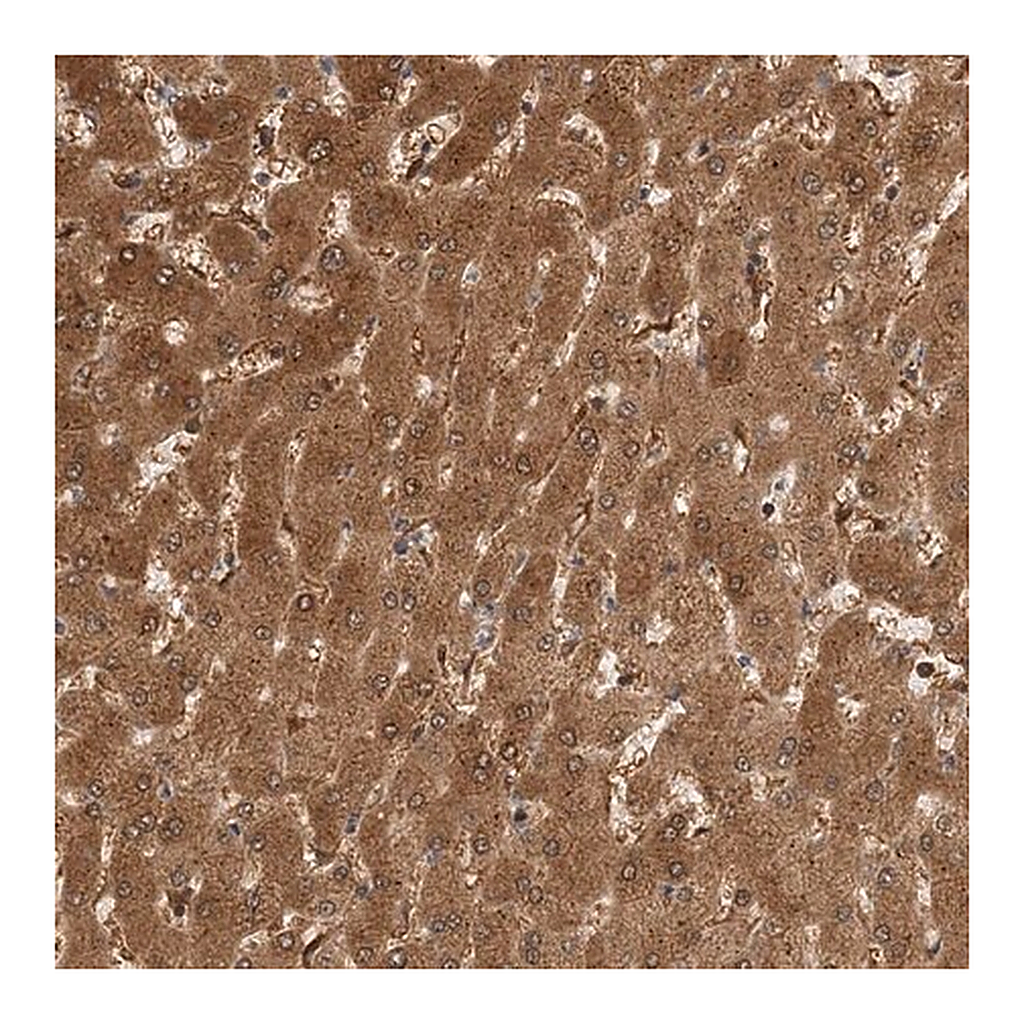 Merck Anti-HNMT antibody produced in rabbit