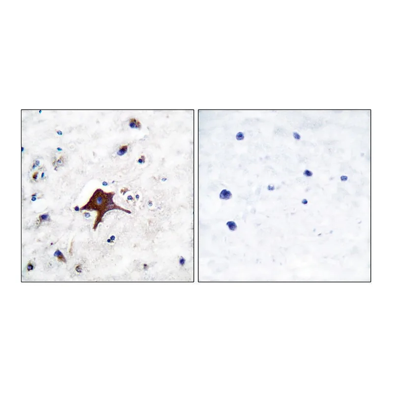 Merck Anti-GLUT3, C-Terminal antibody produced in rabbit