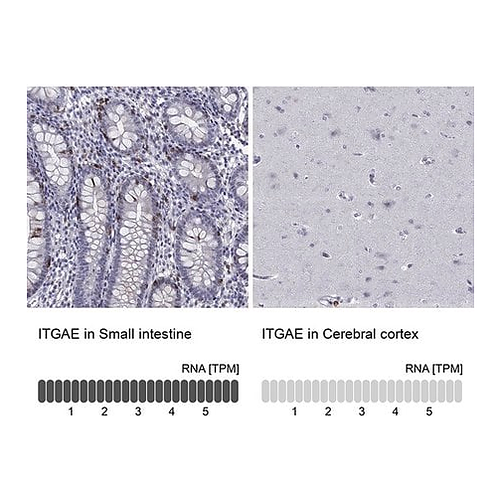 Merck Anti-ITGAE antibody produced in rabbit