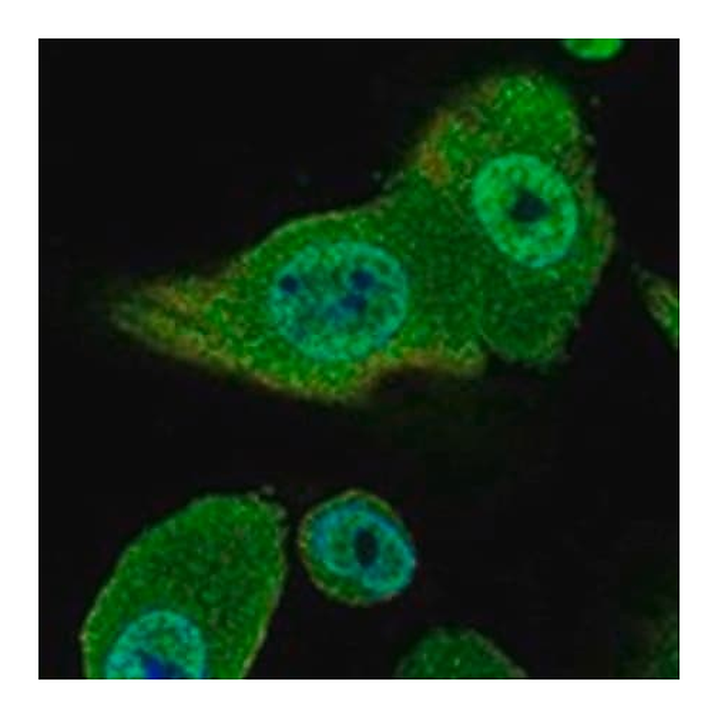 Merck Anti-GPC4 antibody produced in rabbit