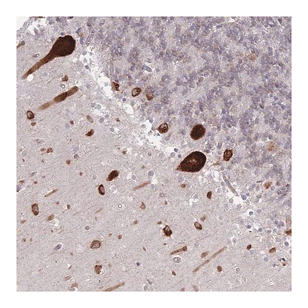 Merck Anti-EEF1B2 antibody produced in rabbit
