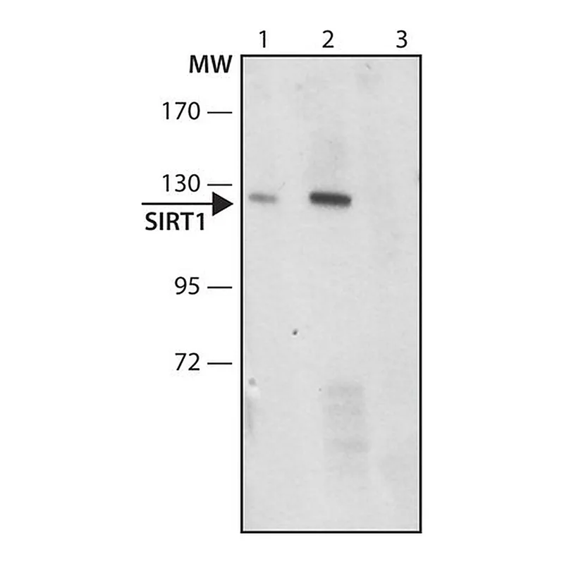 Merck Anti-SIRT1 antibody produced in rabbit