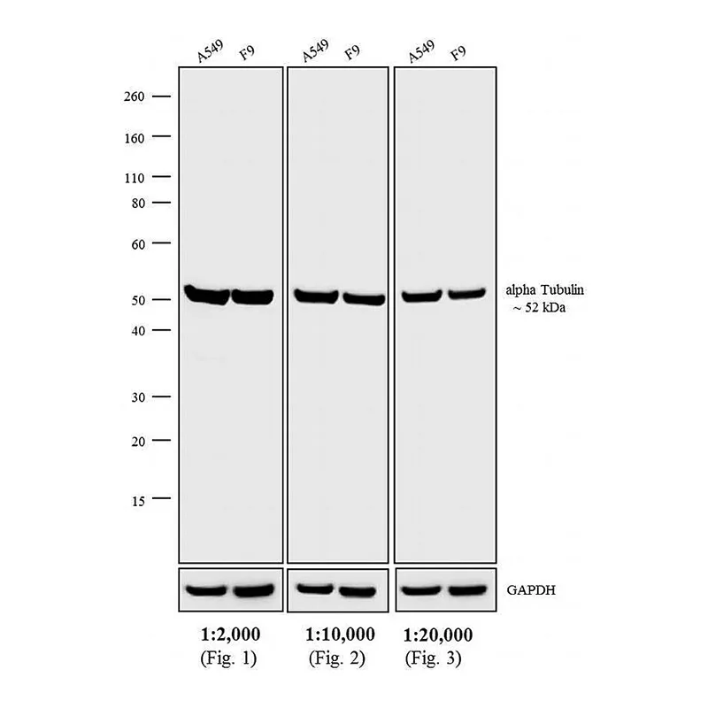 Thermo Fisher Scientific F(ab`)2-Donkey anti-Rat IgG (H+L) Highly Cross-Adsorbed Secondary Antibody, HRP