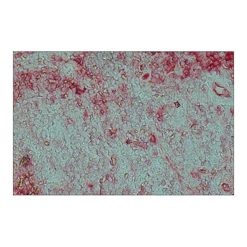 Merck Anti-Goat IgG (whole molecule)-Alkaline Phosphatase antibody produced in rabbit