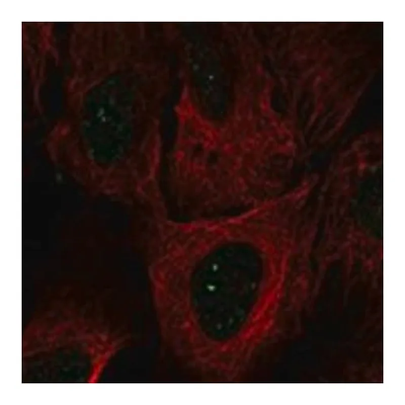 Merck Anti-SMIM2 antibody produced in rabbit