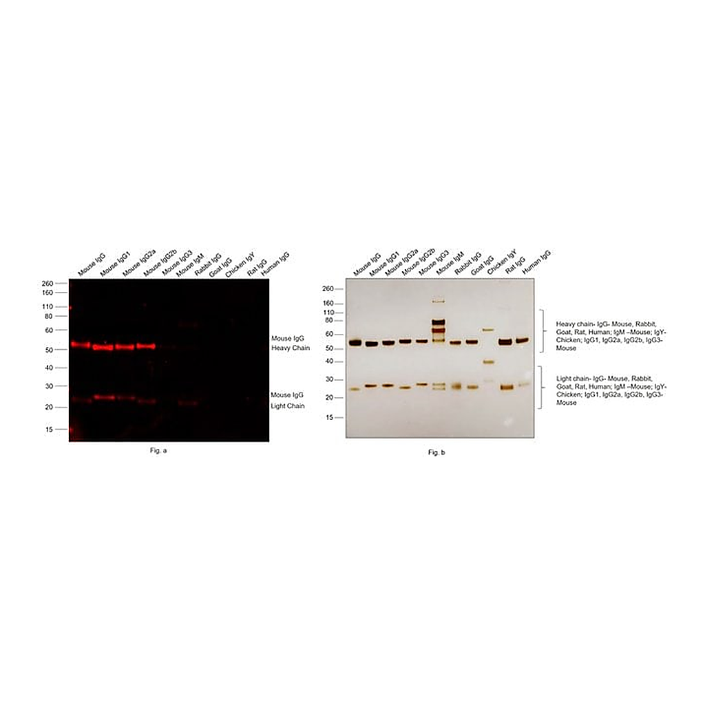 Thermo Fisher Scientific F(ab`)2-Goat anti-Mouse IgG (H+L) Cross-Adsorbed Secondary Antibody, Alexa Fluor Plus 647