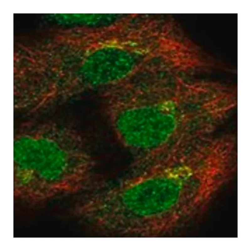 Merck Anti-THAP10 antibody produced in rabbit