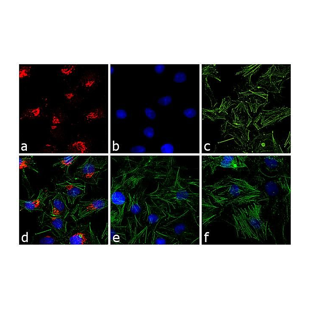 Thermo Fisher Scientific Goat anti-Rabbit IgG (H+L) Cross-Adsorbed Secondary Antibody, Texas Red