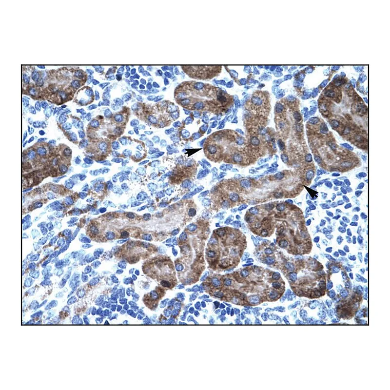 Merck Anti-TRIM31 antibody produced in rabbit