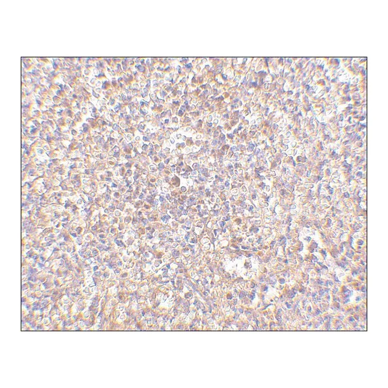 Merck Anti-STEAP1 (ab1) antibody produced in rabbit