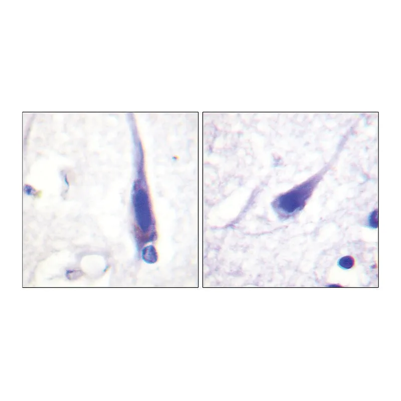 Merck Anti-Calmodulin antibody produced in rabbit