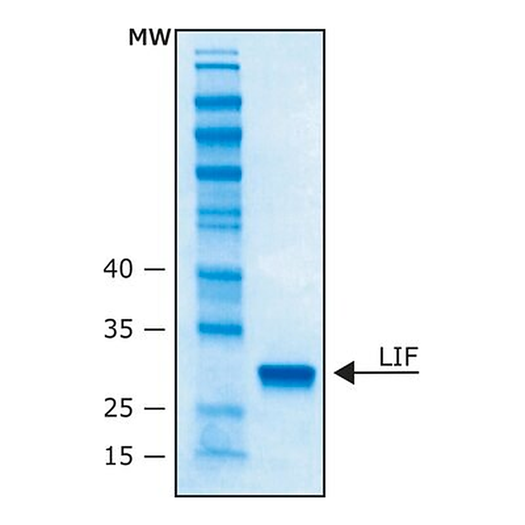 Merck LEUKEMIA INHIBITORY FACTOR HUMAN, LIF&