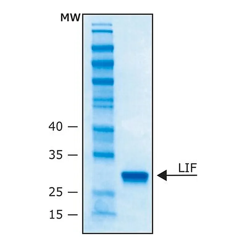 Merck LEUKEMIA INHIBITORY FACTOR HUMAN, LIF&