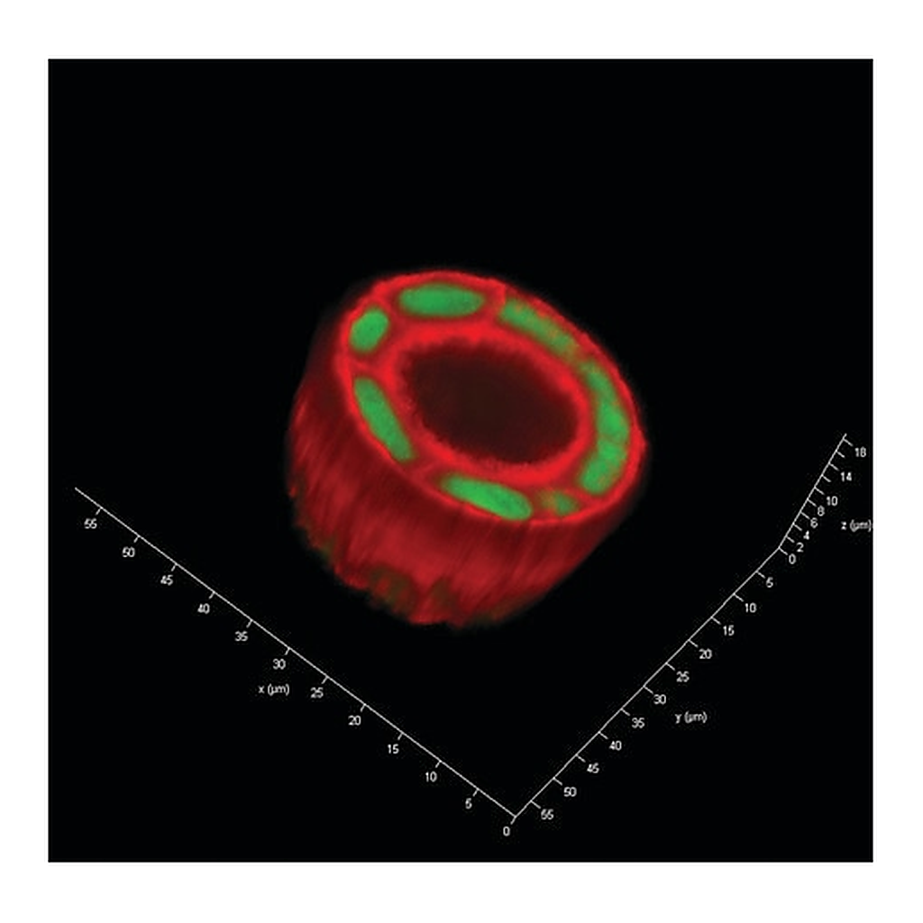 Merck TrueGel3D RGD