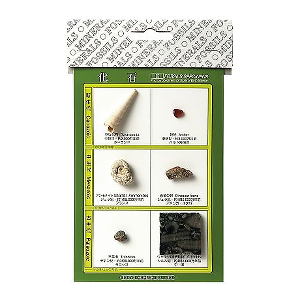 AS ONE Fossil Samples, 화석 표본