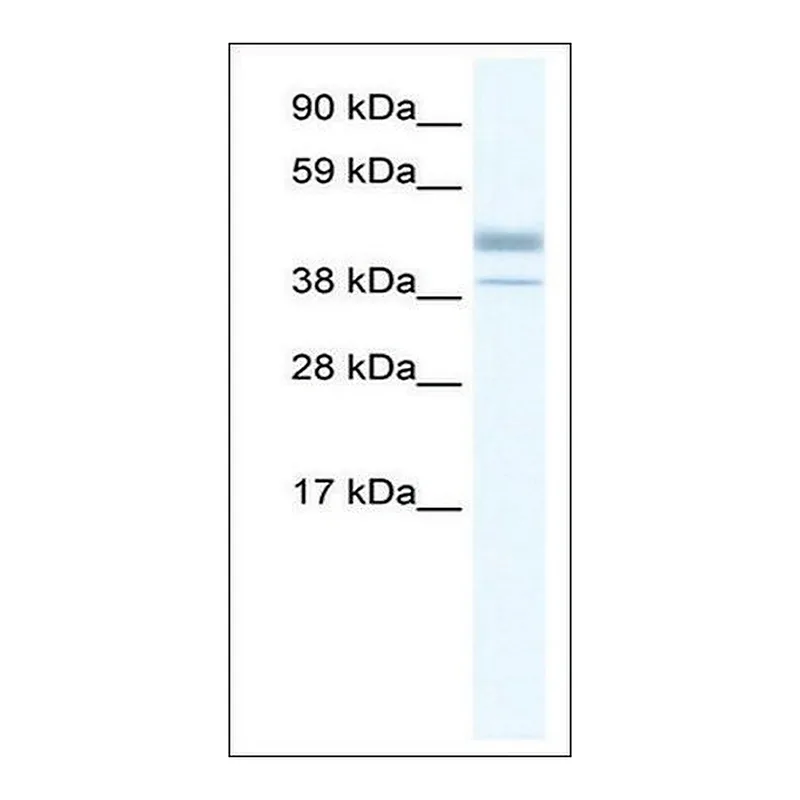 Merck Anti-ESRRB antibody produced in rabbit