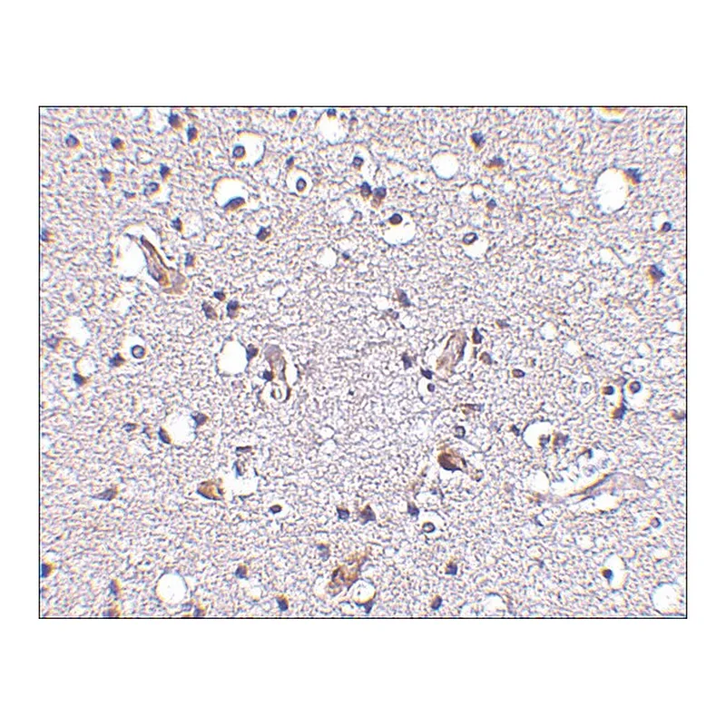 Merck Anti-Nhe-1 (ab1) antibody produced in rabbit