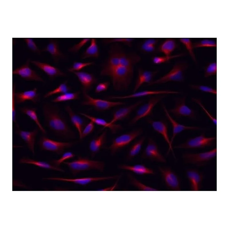 Thermo Fisher Scientific Rat anti-Mouse IgG1 Secondary Antibody, eFluor 660, eBioscience