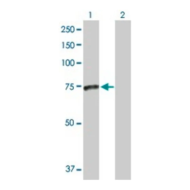 Merck Anti-SMPD3 antibody produced in rabbit