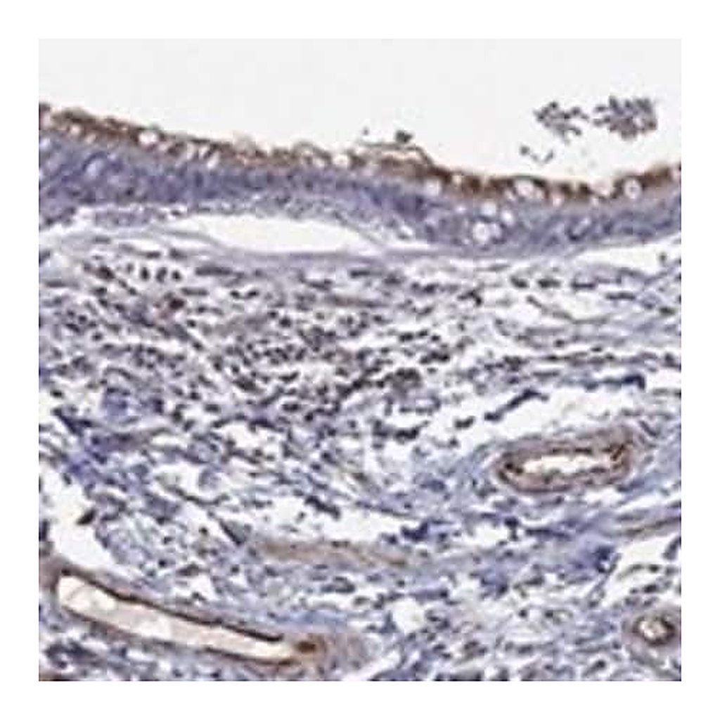 Merck Anti-FLI1 antibody produced in rabbit