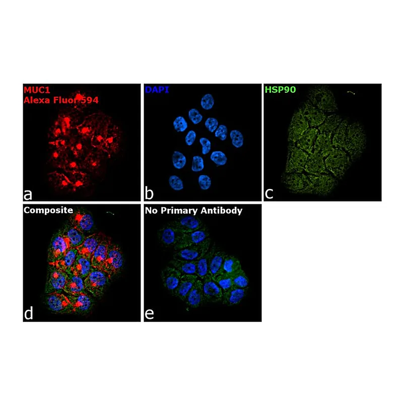 Thermo Fisher Scientific Goat anti-Armenian Hamster IgG (H+L) Highly Cross-Adsorbed Secondary Antibody, Alexa Fluor 594