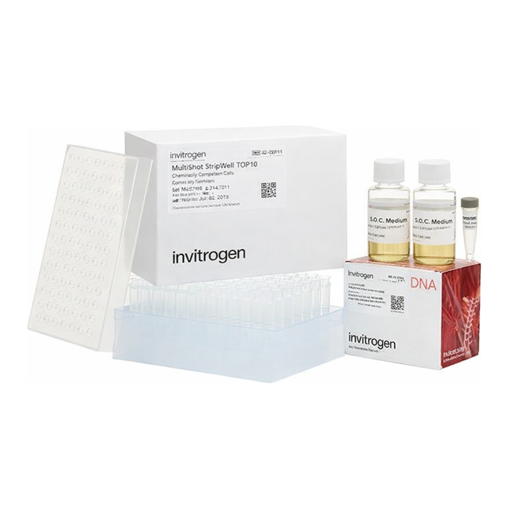 Thermo Fisher Scientific MultiShot StripWell TOP10 Chemically Competent E. coli, 1 x 96 tube rack (50 &mu;l/tube)