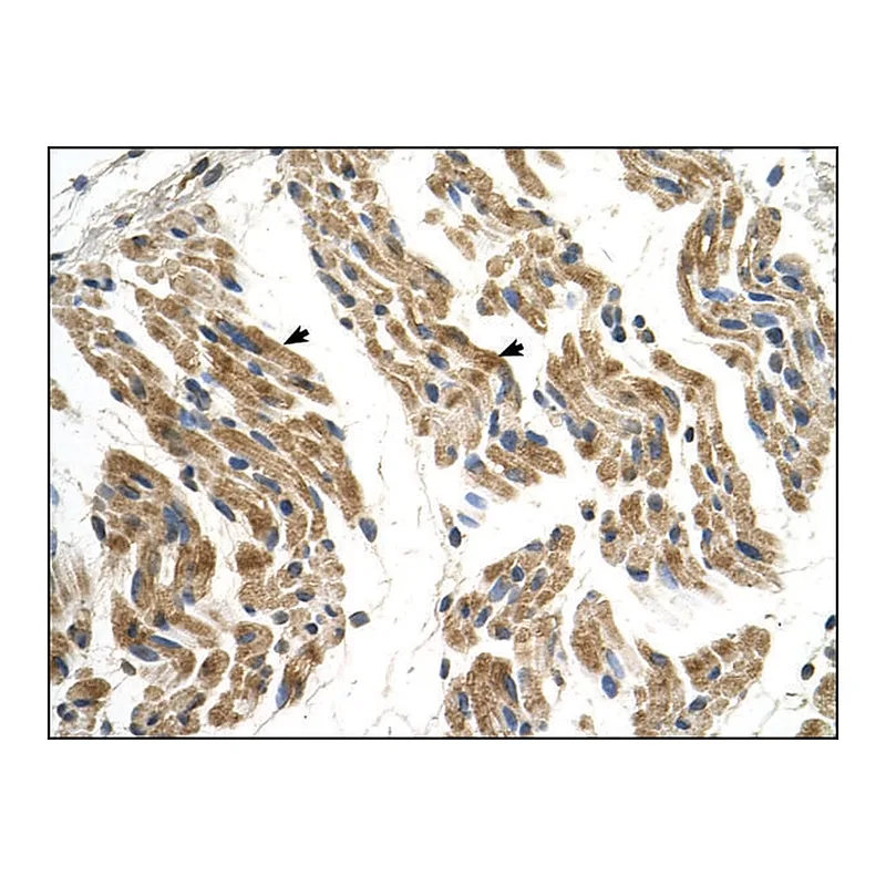 Merck Anti-SLC35F2 antibody produced in rabbit